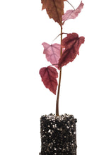 Load image into Gallery viewer, Red Maple | Medium Tree Seedling | The Jonsteen Company