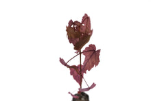 Load image into Gallery viewer, Red Maple | Medium Tree Seedling | The Jonsteen Company
