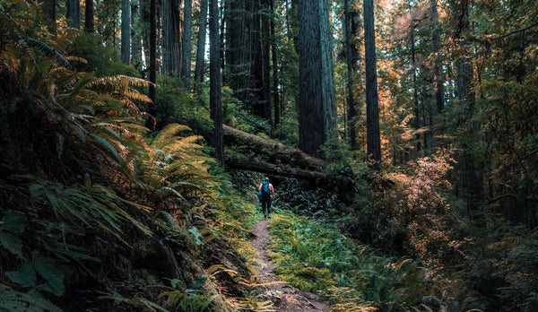 California Redwood | Coast Redwood | Seed Grow Kit | The Jonsteen Company