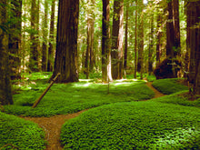 Load image into Gallery viewer, California Redwood | Coast Redwood | Seed Grow Kit | The Jonsteen Company