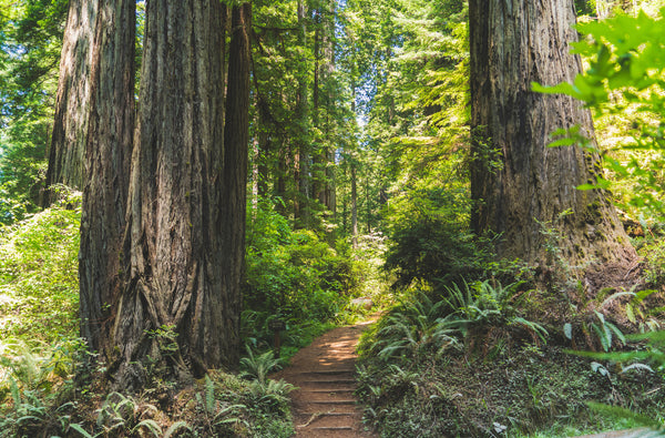 California Redwood | Coast Redwood | Seed Grow Kit | The Jonsteen Company