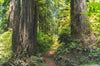 California Redwood | Coast Redwood | Seed Grow Kit | The Jonsteen Company