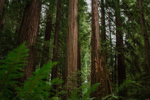 Load image into Gallery viewer, Coast Redwood | Small Tree Seedling | The Jonsteen Company