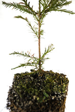 Load image into Gallery viewer, Coast Redwood | XL Tree Seedling | The Jonsteen Company