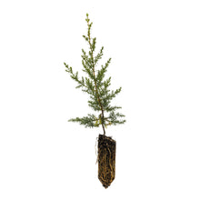 Load image into Gallery viewer, Santa Cruz Cypress | Medium Tree Seedling | The Jonsteen Company