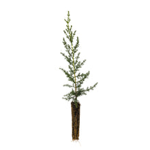 Load image into Gallery viewer, Santa Cruz Cypress | Small Tree Seedling | The Jonsteen Company