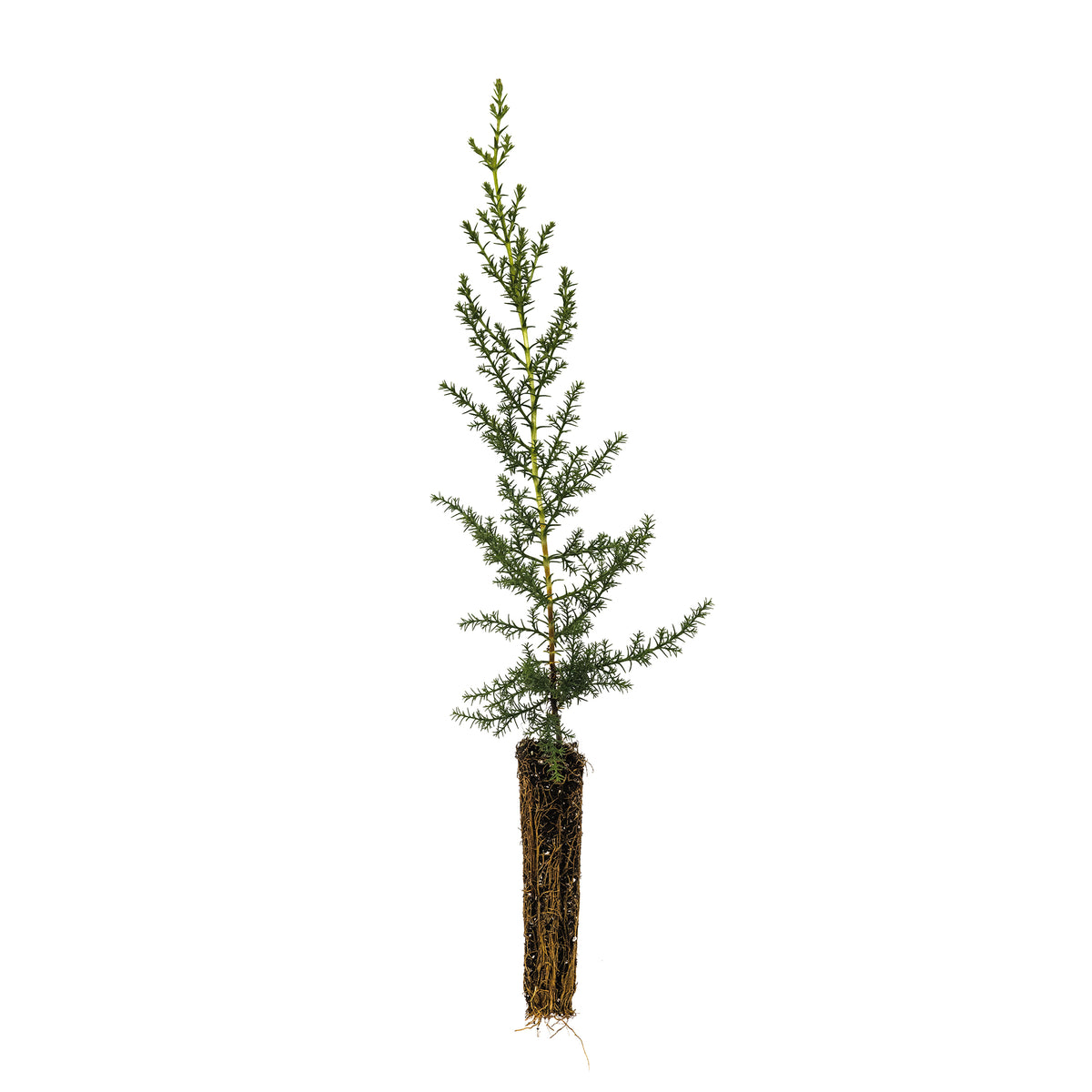 Santa Cruz Cypress | Small Tree Seedling – The Jonsteen Company