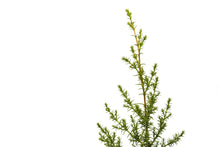 Load image into Gallery viewer, Santa Cruz Cypress | Medium Tree Seedling | The Jonsteen Company