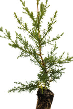 Load image into Gallery viewer, Santa Cruz Cypress | Medium Tree Seedling | The Jonsteen Company