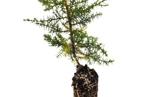 Santa Cruz Cypress | Medium Tree Seedling | The Jonsteen Company