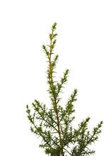 Load image into Gallery viewer, Santa Cruz Cypress | Medium Tree Seedling | The Jonsteen Company