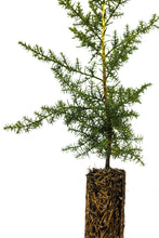 Load image into Gallery viewer, Santa Cruz Cypress | Small Tree Seedling | The Jonsteen Company