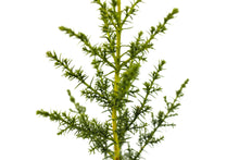 Load image into Gallery viewer, Santa Cruz Cypress | Small Tree Seedling | The Jonsteen Company