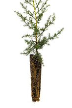 Load image into Gallery viewer, Santa Cruz Cypress | Small Tree Seedling | The Jonsteen Company