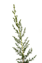 Load image into Gallery viewer, Santa Cruz Cypress | Small Tree Seedling | The Jonsteen Company