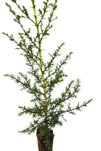Load image into Gallery viewer, Santa Cruz Cypress | Lot of 30 Tree Seedlings | The Jonsteen Company