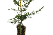 Load image into Gallery viewer, Santa Cruz Cypress | Small Tree Seedling | The Jonsteen Company