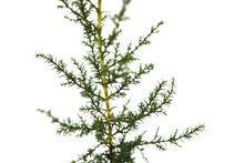 Load image into Gallery viewer, Santa Cruz Cypress | Small Tree Seedling | The Jonsteen Company