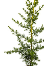 Load image into Gallery viewer, Santa Cruz Cypress | Small Tree Seedling | The Jonsteen Company