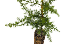 Load image into Gallery viewer, Santa Cruz Cypress | Small Tree Seedling | The Jonsteen Company