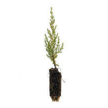 Load image into Gallery viewer, Sargent Cypress | Medium Tree Seedling | The Jonsteen Company