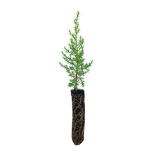 Load image into Gallery viewer, Sargent's Cypress | Lot of 30 Tree Seedlings | The Jonsteen Company
