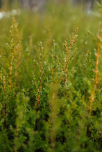 Load image into Gallery viewer, Sargent's Cypress | Lot of 30 Tree Seedlings | The Jonsteen Company