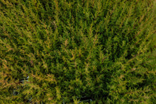 Load image into Gallery viewer, Sargent's Cypress | Lot of 30 Tree Seedlings | The Jonsteen Company