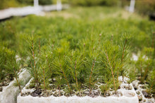 Load image into Gallery viewer, Scotch Pine | Lot of 30 Tree Seedlings | The Jonsteen Company