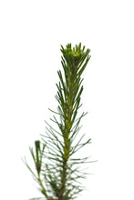 Load image into Gallery viewer, Scotch Pine | Lot of 30 Tree Seedlings | The Jonsteen Company