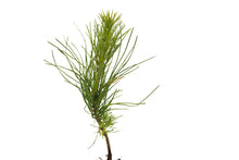 Load image into Gallery viewer, Scotch Pine | Medium Tree Seedling | The Jonsteen Company