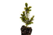 Load image into Gallery viewer, Serbian Spruce | Medium Tree Seedling | The Jonsteen Company