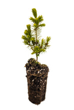 Load image into Gallery viewer, Serbian Spruce | Medium Tree Seedling | The Jonsteen Company