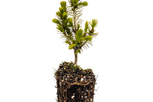 Load image into Gallery viewer, Serbian Spruce | Medium Tree Seedling | The Jonsteen Company