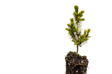 Load image into Gallery viewer, Serbian Spruce | Medium Tree Seedling | The Jonsteen Company