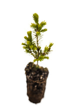 Load image into Gallery viewer, Serbian Spruce | Medium Tree Seedling | The Jonsteen Company