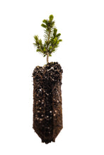 Load image into Gallery viewer, Serbian Spruce | Medium Tree Seedling | The Jonsteen Company