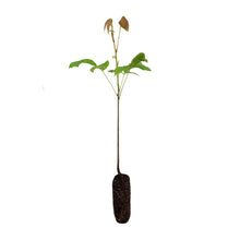 Load image into Gallery viewer, Shellbark Hickory | Medium Tree Seedling | The Jonsteen Company
