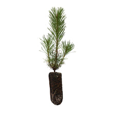 Load image into Gallery viewer, Shore Pine | Medium Tree Seedling | The Jonsteen Company