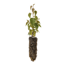Load image into Gallery viewer, Silver Birch | Medium Tree Seedling | The Jonsteen Company