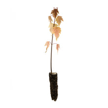 Load image into Gallery viewer, Silver Maple | Small Tree Seedling | The Jonsteen Company