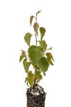 Load image into Gallery viewer, Silver Birch | Medium Tree Seedling | The Jonsteen Company