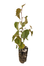 Load image into Gallery viewer, Silver Birch | Medium Tree Seedling | The Jonsteen Company