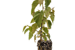 Silver Birch | Medium Tree Seedling | The Jonsteen Company