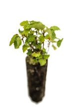Load image into Gallery viewer, Silver Birch | Tree Seedling Cluster | The Jonsteen Company