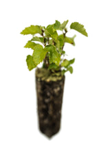 Load image into Gallery viewer, Silver Birch | Tree Seedling Cluster | The Jonsteen Company