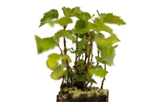Load image into Gallery viewer, Silver Birch | Tree Seedling Cluster | The Jonsteen Company