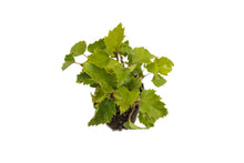 Load image into Gallery viewer, Silver Birch | Tree Seedling Cluster | The Jonsteen Company