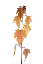 Load image into Gallery viewer, Silver Maple | Small Tree Seedling | The Jonsteen Company