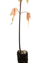 Load image into Gallery viewer, Silver Maple | Small Tree Seedling | The Jonsteen Company